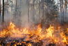 a large fire in a forest